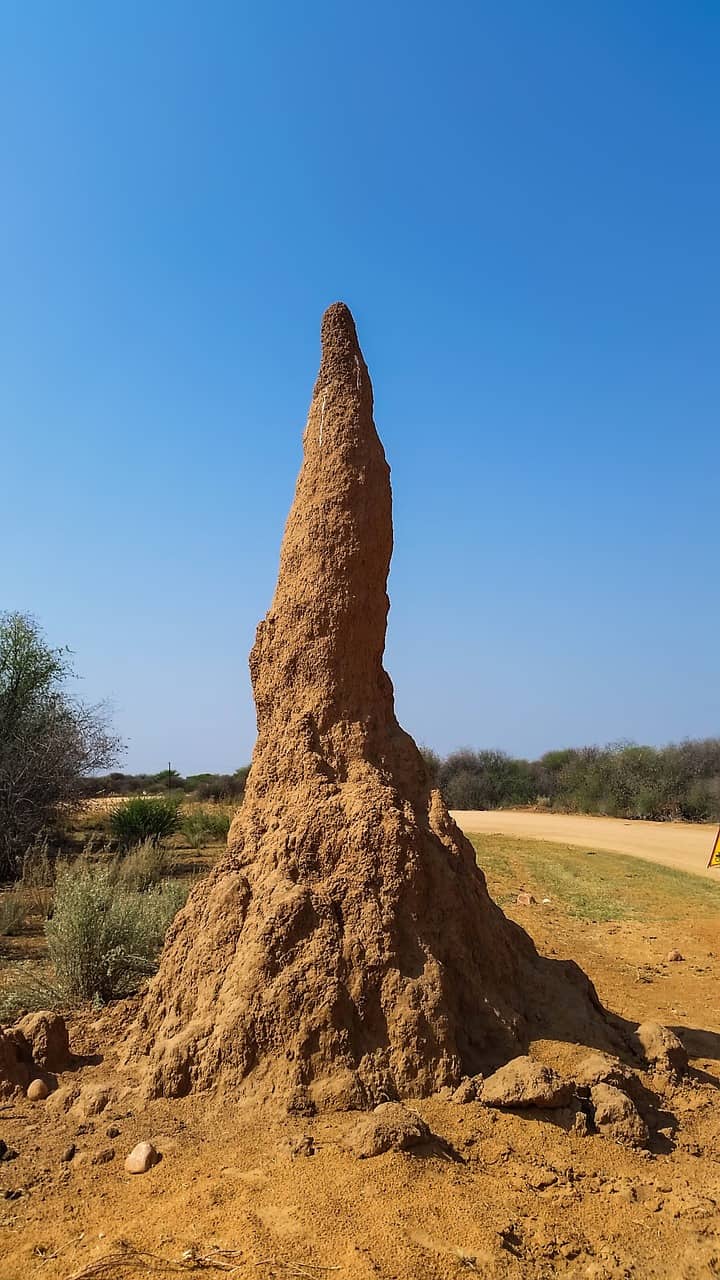 Termites